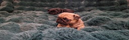 Pug dogs for sale: 2 Adorable pug puppies for sale  - Advert 22