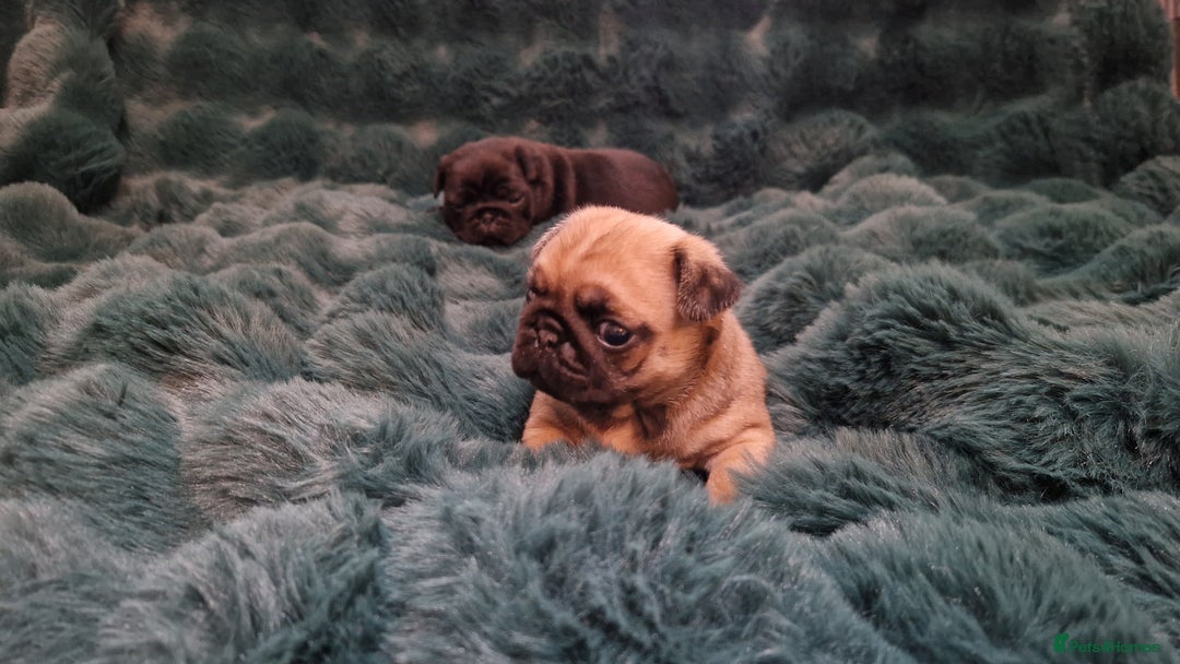 Pug dogs for sale: 2 Adorable pug puppies for sale  - Advert 22