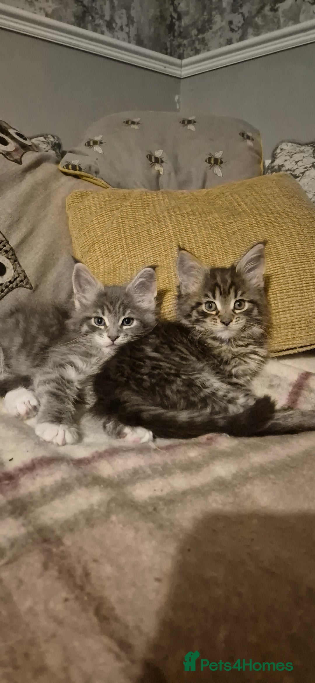 Maine Coon cats for sale: GCCF registered Pedigree Maine Coon Kittens - Advert 14