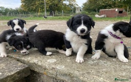 Border Collie dogs for sale: 12 Border Collie Puppies for sale  - Image 15