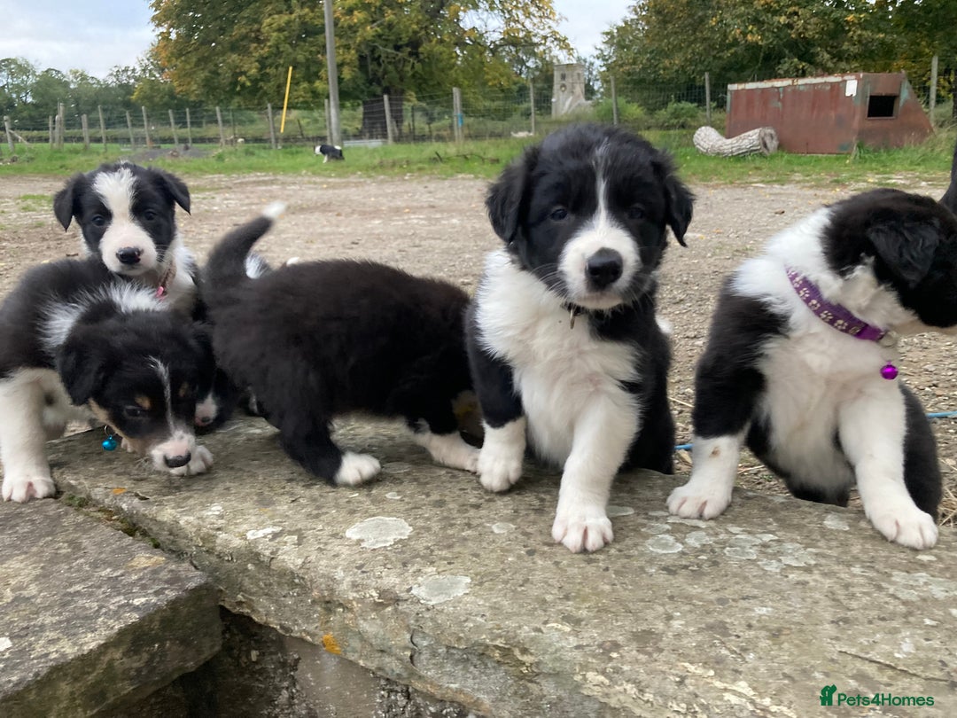 Border Collie dogs for sale: 12 Border Collie Puppies for sale  - Image 15