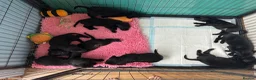 Labrador Retriever dogs for sale: 9 fully health tested Labrador pups - Advert 3