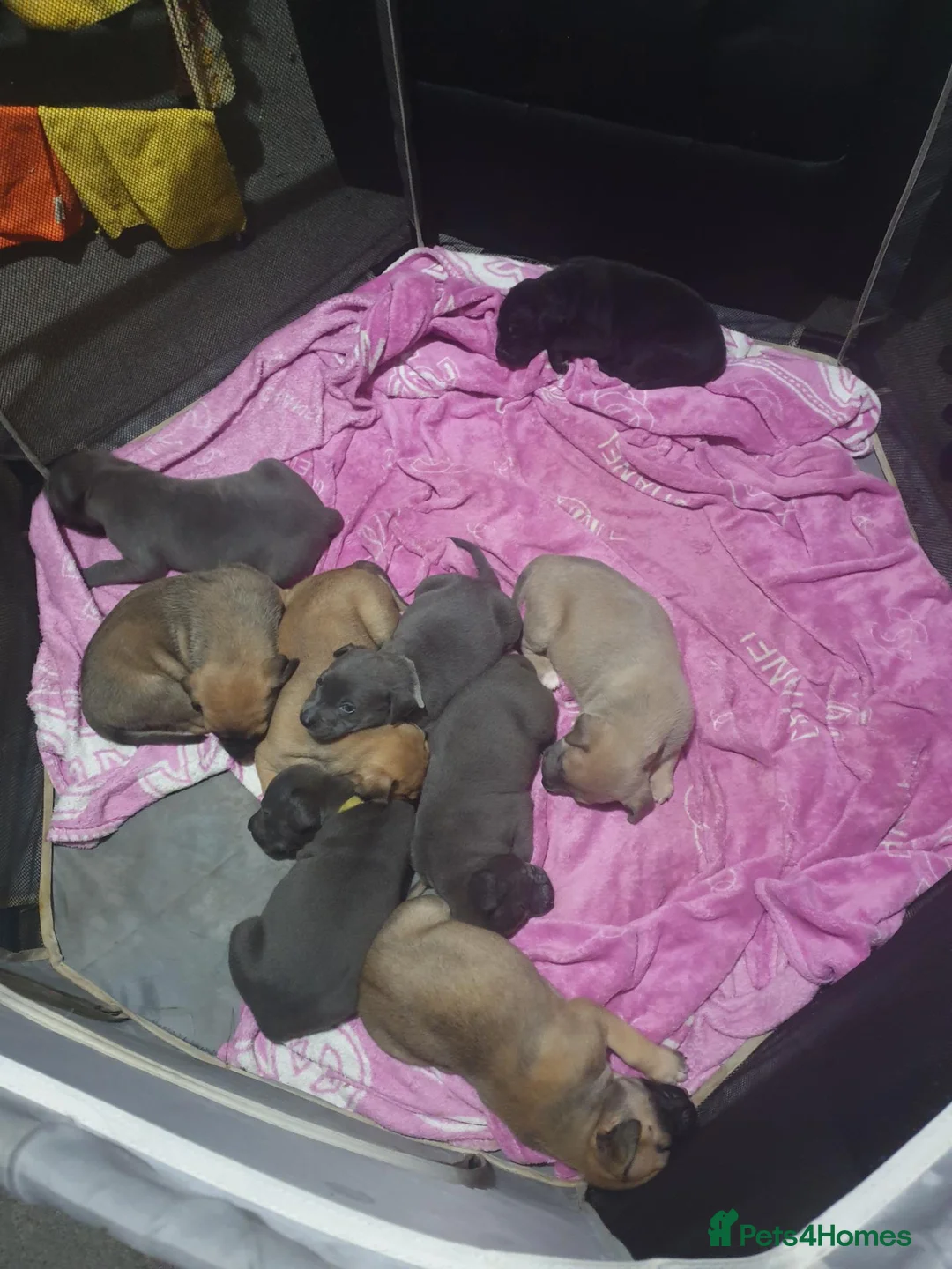 Mixed Breed dogs for sale: Staffy Mix Puppies in Seaham - Advert 1