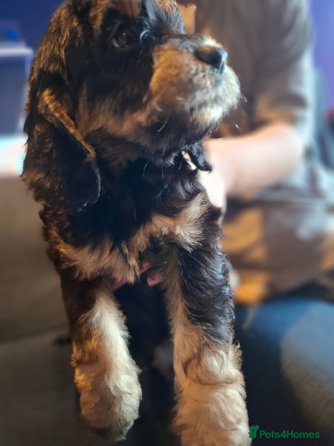 Cockapoo dogs for sale: F1b Health Tested Toy Cockapoo Puppies  - Advert 16