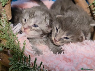 Maine Coon cats Tica beautiful maine coon kittens - Advert 4