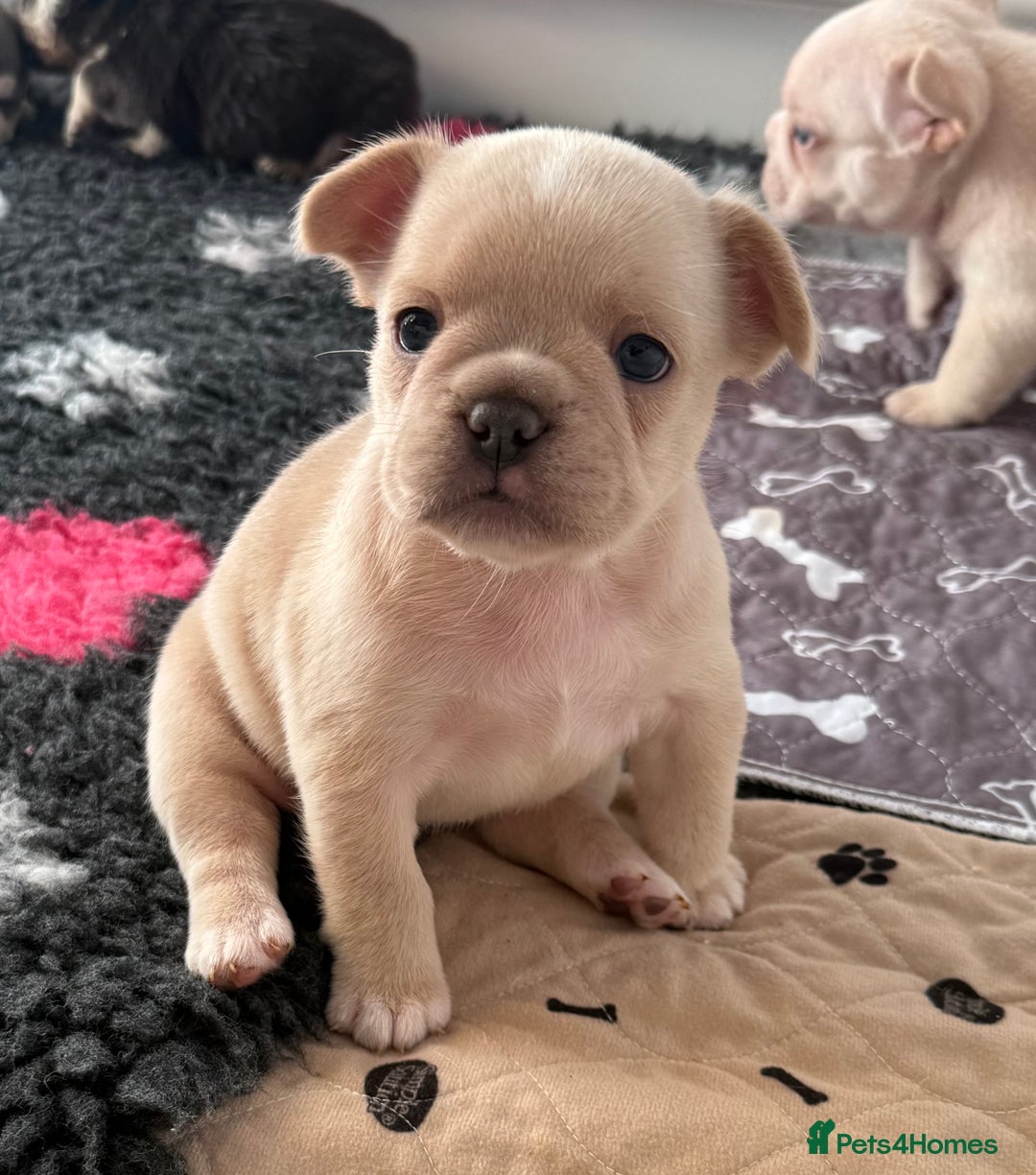 French Bulldog dogs for sale: French Bulldog Puppies - Advert 3