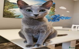 Russian Blue cats for sale: Russian blue cat looking for a new home - Image 1