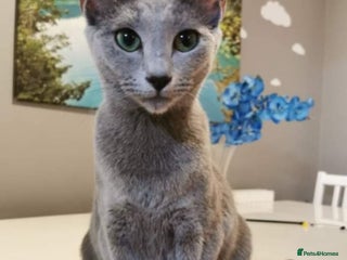 Russian Blue cats - Advert 1