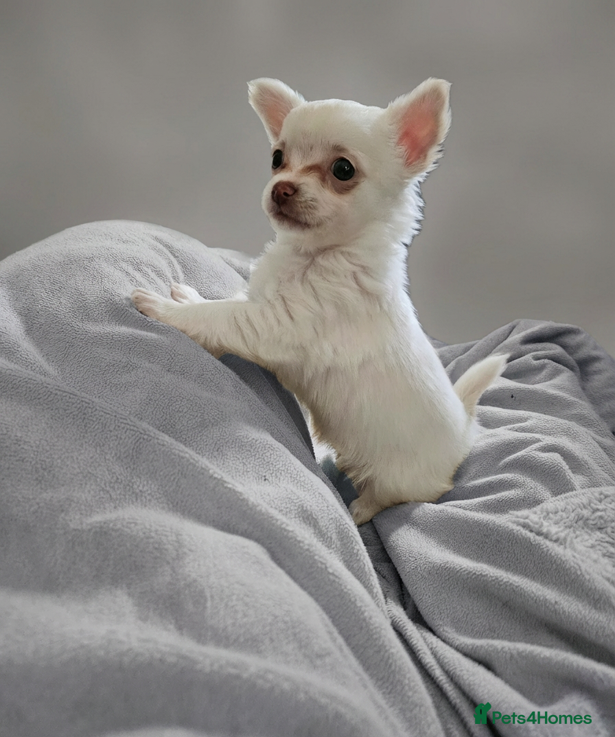 Chihuahua dogs 🐶 Chihuahua Puppies Looking for Loving Homes 🏡 - Advert 4