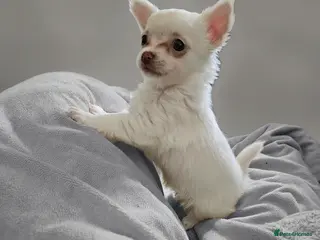 Chihuahua dogs 🐶 Chihuahua Puppies Looking for Loving Homes 🏡 - Advert 8