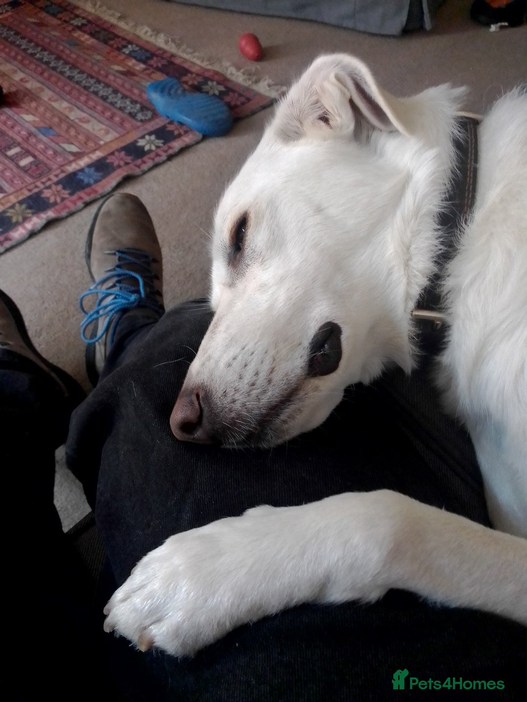 Mixed Breed dogs for adoption: Meet KERA !  A lovely girl - for a Loving Home - Image 14