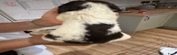 English Springer Spaniel dogs for sale: KC Registered English Springer Spaniel Puppies  - Advert 12