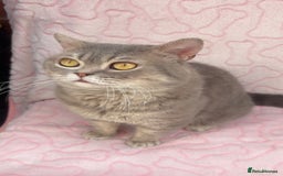 British Shorthair cats for sale: Friendly Male British Shorthair Kitten + Stuff in Birmingham - Image 1