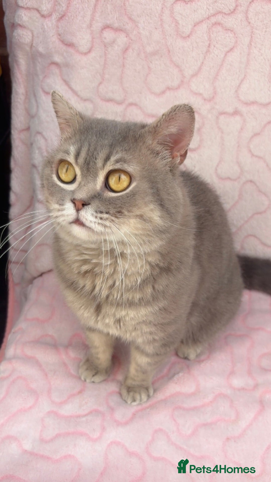 British Shorthair cats for sale: Friendly Male British Shorthair Kitten + Stuff in Birmingham - Image 1
