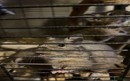 Degus rodents for sale: Two young blue degus looking for loving homes - Image 1