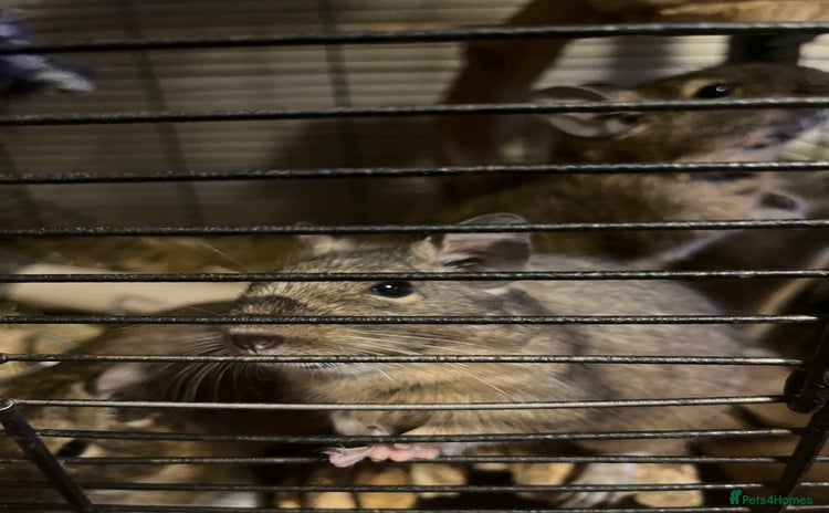 Degus rodents - Advert 1