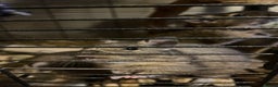 Degus rodents for sale: Two young blue degus looking for loving homes - Advert 1