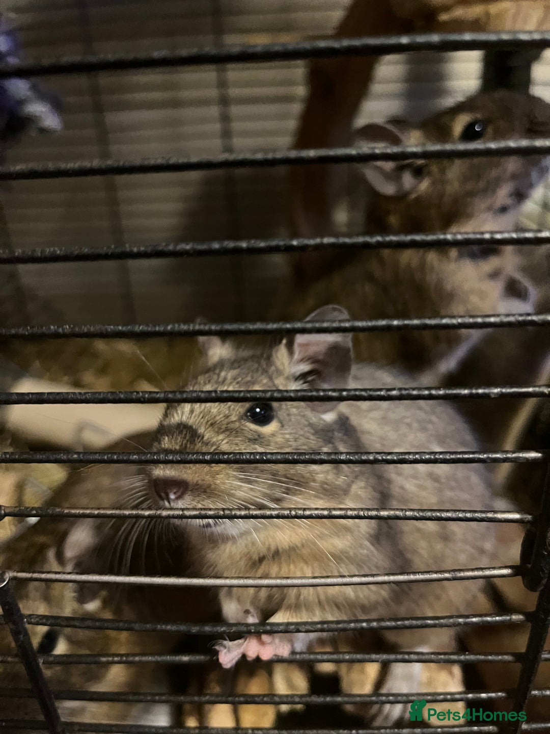 Degus rodents for sale: Two young blue degus looking for loving homes - Image 1