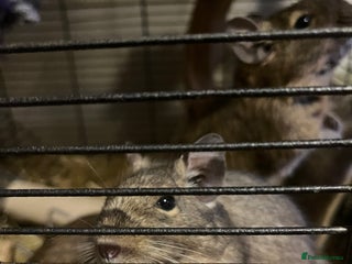 Degus rodents - Advert 24