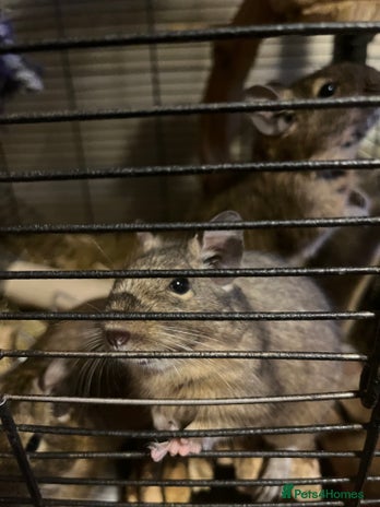 Degus rodents - Advert 1