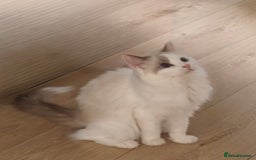 Ragdoll cats for sale: Pure Ragdoll kitten for sale  - Image 7