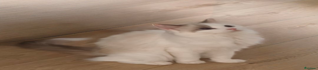 Ragdoll Kitten 2
