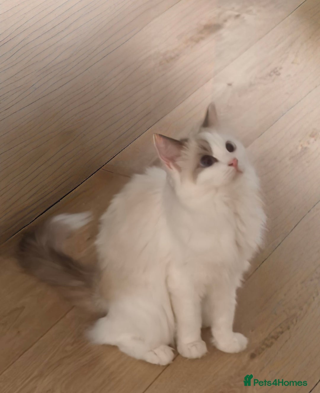 Ragdoll cats for sale: Pure Ragdoll kitten for sale  - Image 7