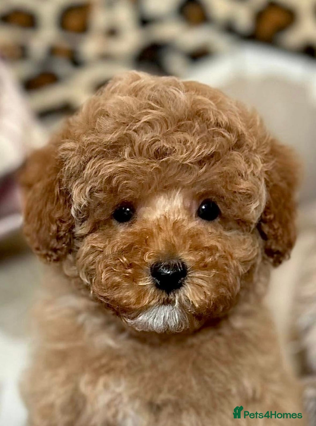 Cockapoo dogs for sale: Paddinton, Yogi & Barnaby -Teddy Bear Cockapoos - Image 2