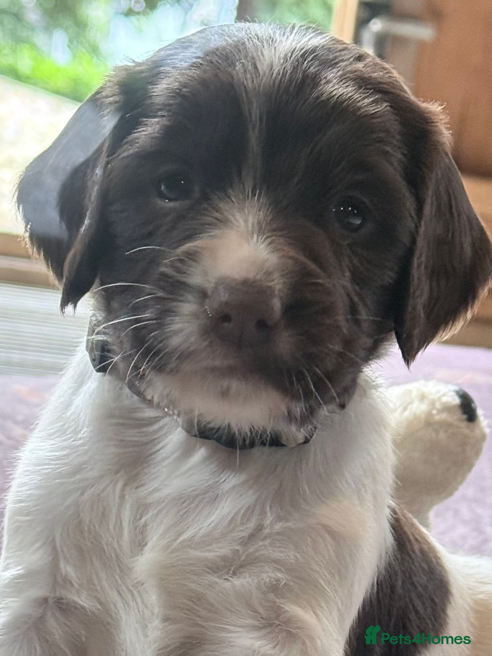 English Springer Spaniel dogs Beautiful Springer Spaniel Puppies - Advert 2