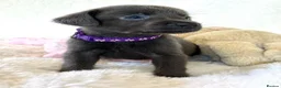 Labrador Retriever dogs for sale: Health Tested KC Registered Labrador Pups - Advert 26
