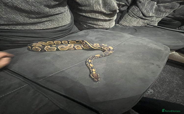 Python Snake reptiles - Advert 1