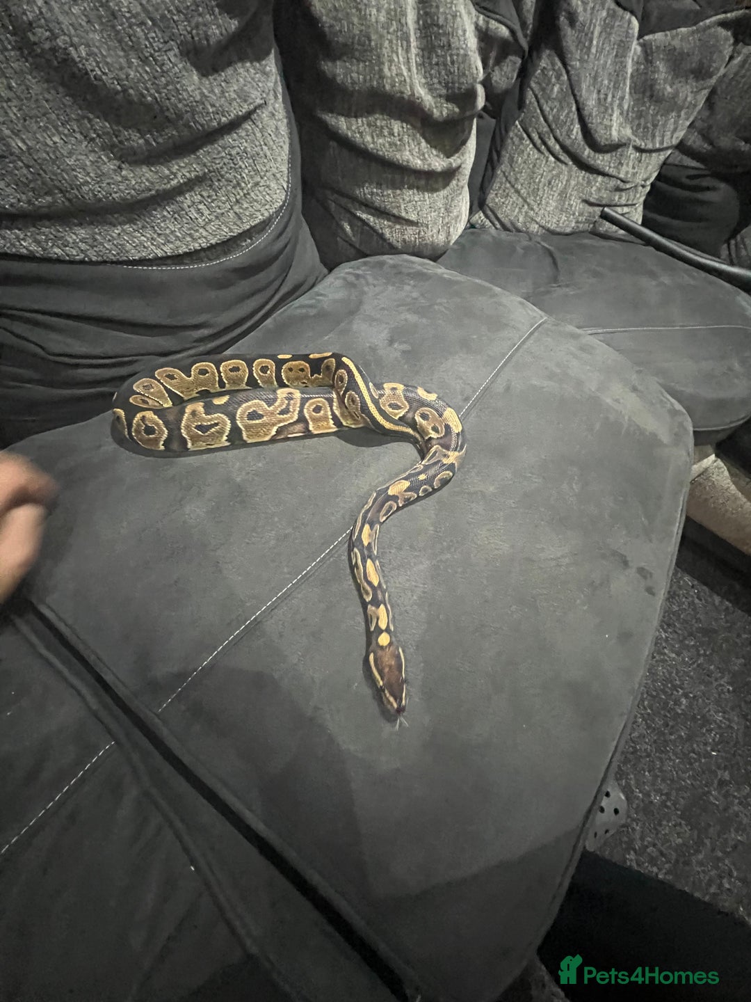 Python Snake reptiles for sale: Royal python  - Image 1