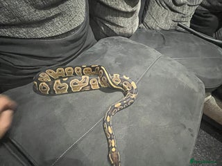 Python Snake reptiles - Advert 19