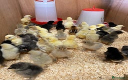 Chickens poultry for sale: Hatching eggs, Chicks & Ducklings - Image 1