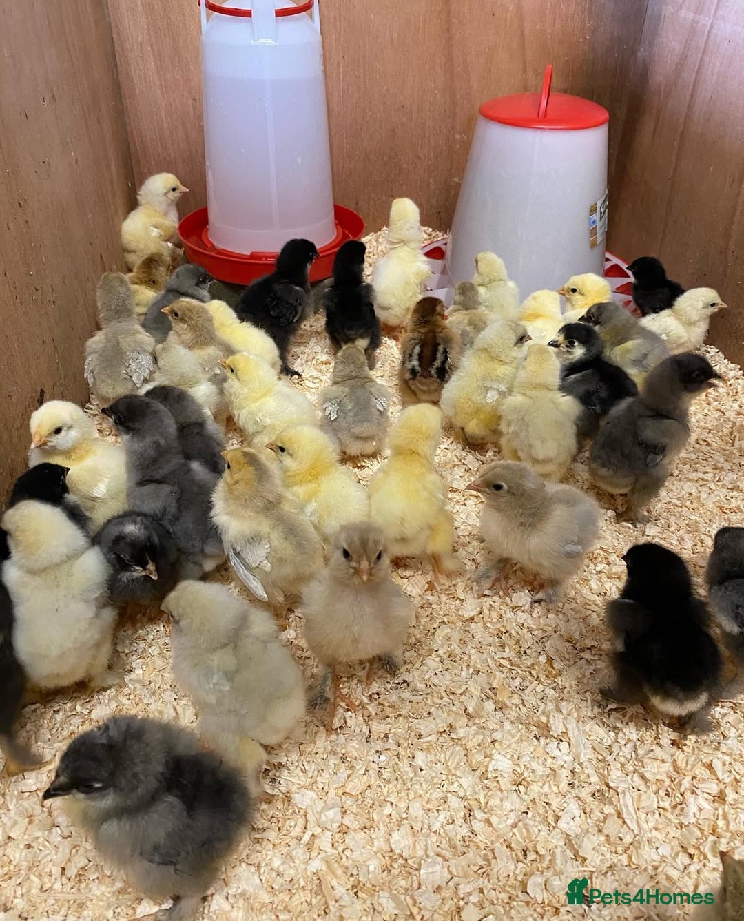 Chickens poultry for sale: Hatching eggs, Chicks & Ducklings - Image 1