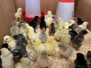 Chickens poultry - Advert 4