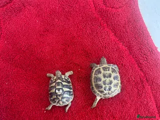 Tortoise reptiles 2x horse field tortoises - Advert 13