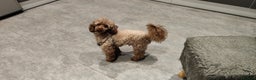 Toy Poodle dogs for stud: Stunning Chocolate Toy Poodle  in Stafford - Advert 18