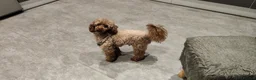 Toy Poodle dogs for stud: Stunning Chocolate Toy Poodle  in Stafford - Advert 19