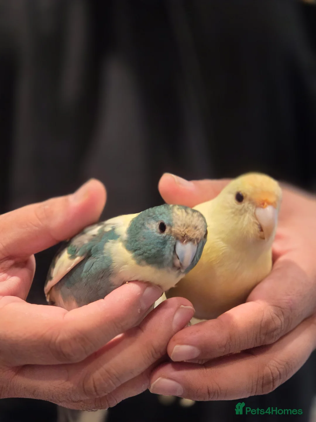 Parakeets birds for sale: Proven Breeding Pair Kakarikis with Cage - Advert 2