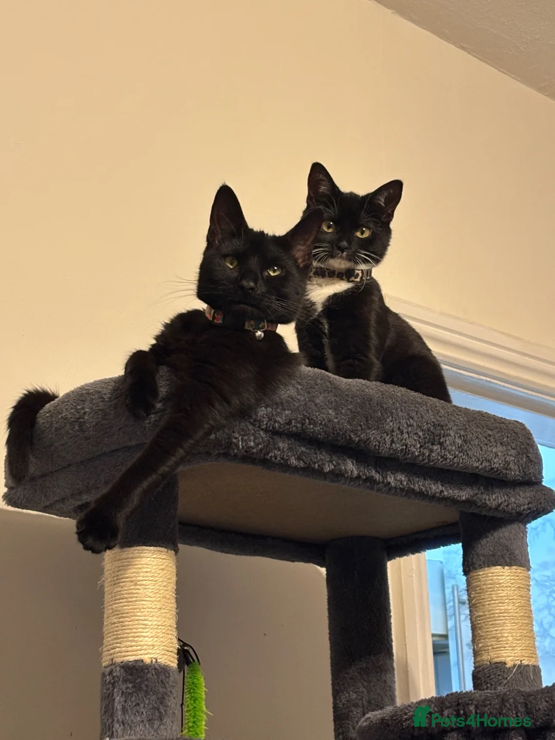Mixed Breed cats for sale: Brother and Sister kittens  - Advert 2