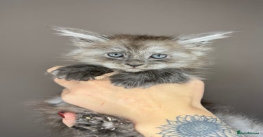 Maine Coon cats LAST Female Black Smoke Maine Coon kittens - Advert 15