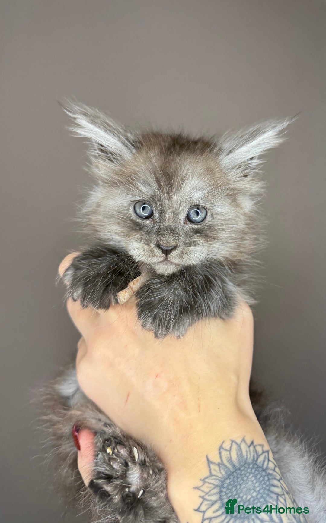 Maine Coon cats for sale: LAST Female Black Smoke Maine Coon kittens - Advert 12