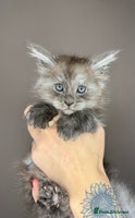 Maine Coon cats LAST Female Black Smoke Maine Coon kittens - Advert 4