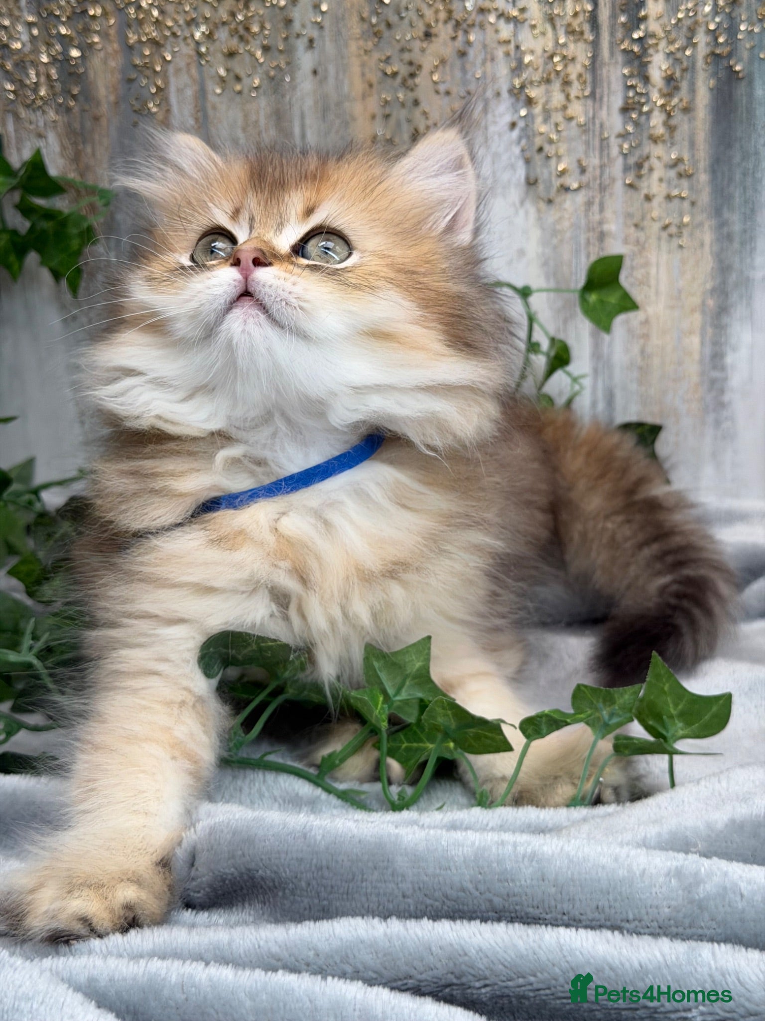 British Longhair cats British Longhair golden shaded kittens TICA - Advert 1