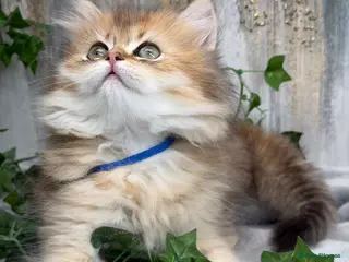 British Longhair cats British Longhair golden shaded kittens TICA - Advert 1