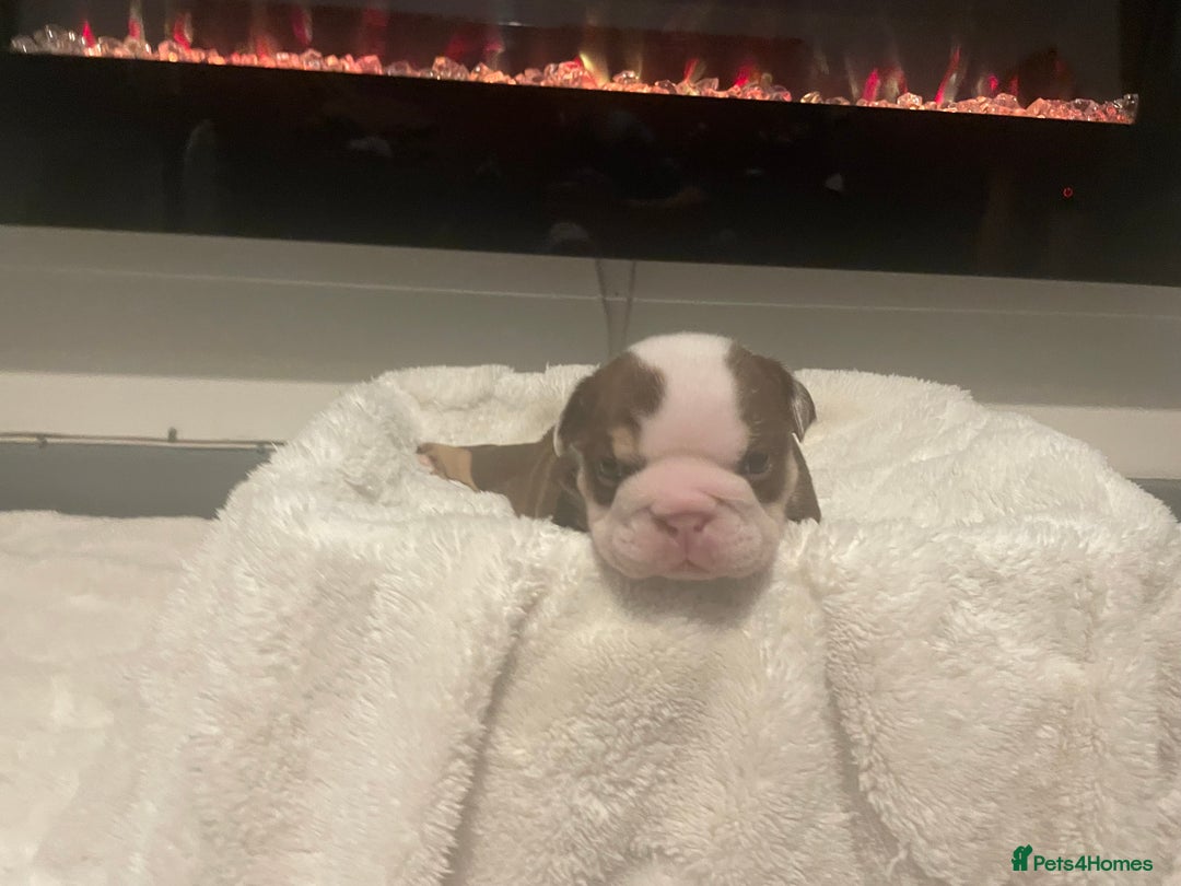 English Bulldog dogs for sale: TOP CLASS  English Bull Dog puppies  - Advert 35