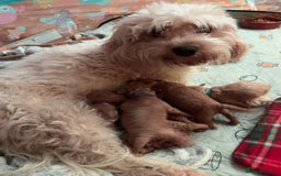 Cavapoo dogs for sale: F1b cavapoos- Red, apricot and white, collect16/12 - Image 5