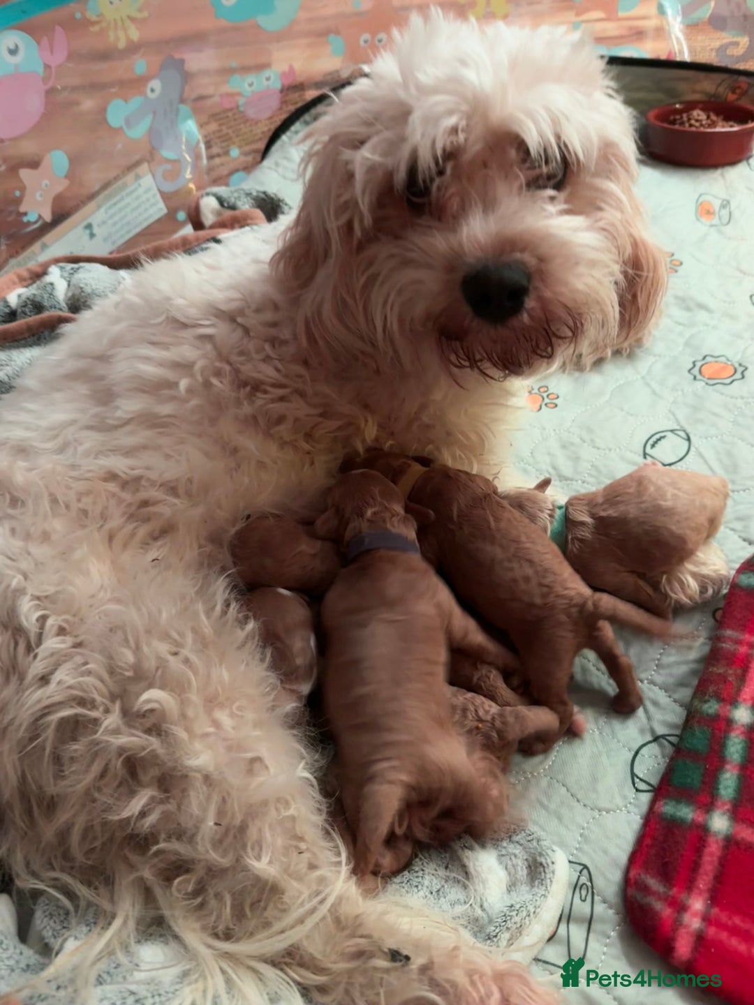 Cavapoo dogs for sale: F1b cavapoos- Red, apricot and white, collect16/12 - Image 5