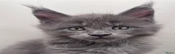 Maine Coon cats for sale: Adorable TICA  registered active Mainecoons  - Advert 7